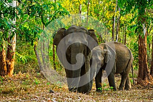 Asian wild elephants on the side of a forest road in a wild life sanctuary in Western Ghats
