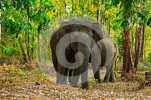 Asian wild elephants on the side of a forest road in a wild life sanctuary in Western Ghats