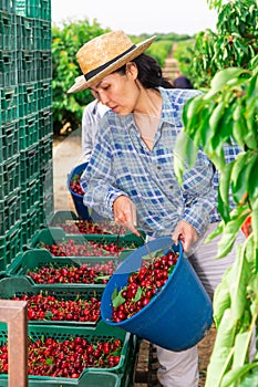 Asian woman bulking cherries into the crates