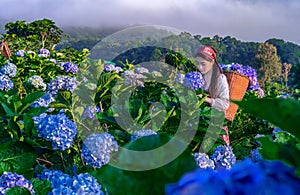 Asian woman Carry a basket to collect hydrangeas in the garden at Chiangmai, Thailand