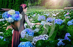 Asian woman Carry a basket to collect hydrangeas in the garden at Chiangmai, Thailand