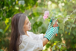 Asian woman cutting a blooming branch of peach tree with pruning scissors, Hobbies and leisure, home gardening