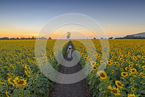 An Asian woman enjoying and relaxing in a full bloom sunflower field with road corridor during travel holidays vacation trip