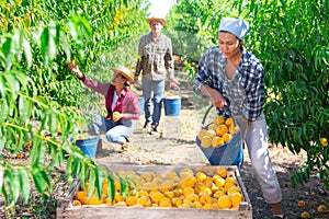 Asian woman farmer bulking peaches in wooden crate