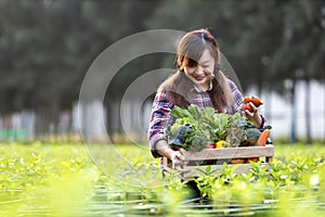 Asian woman farmer is carrying the wooden tray full of freshly pick organics vegetables in her garden for harvest season and