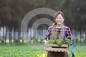 Asian woman farmer is carrying the wooden tray full of freshly pick organics vegetables in her garden for harvest season and