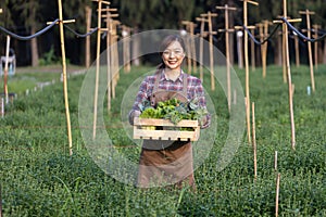 Asian woman farmer is carrying wooden tray full of freshly pick organics vegetables in her garden for harvest season and healthy