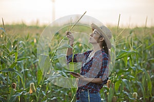 Asian woman farmer with digital tablet in corn field, Beautiful morning sunrise over the corn field. green corn field in