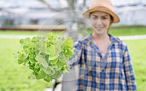 Asian woman farmer is harvesting vegetables from a hydroponics farm, Organic fresh vegetables