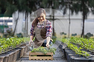 Asian woman farmer is showiing the wooden tray full of freshly pick organics vegetables in her garden for harvest season and