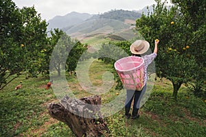 Asian woman gardener with the basket on back picking an orange for sale in the oranges field garden