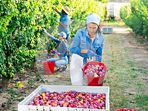 Asian woman gardener bulking plums into the crate