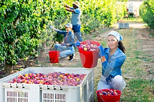 Asian woman gardener bulking plums into the crate