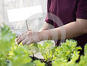 Asian woman gardener classify the organic salad plant. Vegetable gardening at green house garden