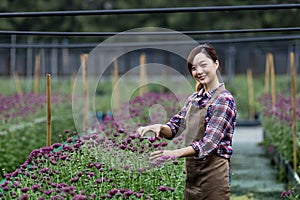 Asian woman gardener is cutting the purple chrysanthemum flowers using secateurs for cut flower business for dead heading,