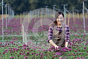 Asian woman gardener is cutting purple chrysanthemum flowers using secateurs for cut flower business for dead heading, cultivation