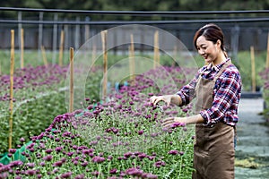 Asian woman gardener is cutting purple chrysanthemum flowers using secateurs for cut flower business for dead heading, cultivation