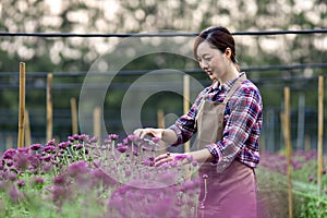 Asian woman gardener is cutting purple chrysanthemum flowers using secateurs for cut flower business for dead heading, cultivation