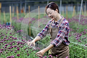 Asian woman gardener is cutting purple chrysanthemum flowers using secateurs for cut flower business for dead heading, cultivation