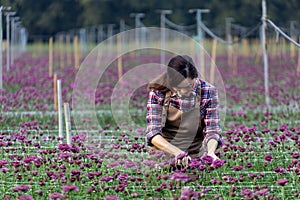 Asian woman gardener is cutting purple chrysanthemum flowers using secateurs for cut flower business for dead heading, cultivation