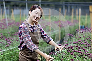 Asian woman gardener is cutting purple chrysanthemum flowers using secateurs for cut flower business for dead heading, cultivation