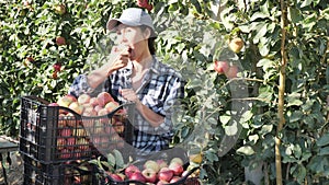 Asian woman gardener eating red organic apple while harvesting of apples at orchard in summer