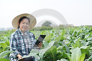 Asian woman gardener is at garden, wears hat, plaid shirt, holds smart tablet to inspect