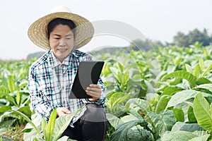 Asian woman gardener is at garden, wears hat, plaid shirt, holds smart tablet to inspect growth and diseases of plants.