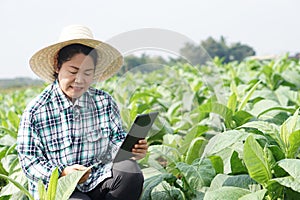 Asian woman gardener is at garden, wears hat, plaid shirt, holds smart tablet to inspect growth and diseases of plants.