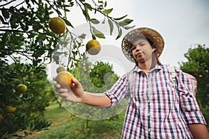 Asian woman gardener holding an orange and checking quality of orange in the oranges field garden