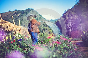 Asian woman gardener is watering in a flower garden