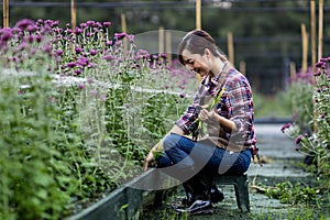 Asian woman gardener is weeding the flower bed for cut flower business for dead heading, cultivation and harvest season in the