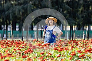 Asian woman gardener is working in the farm holding garden fork among red zinnia field for cut flower business with copy space