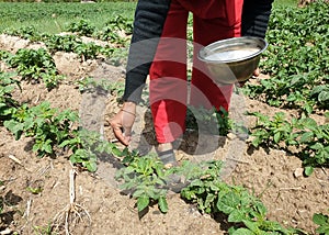 A asian woman giving urea fertilizer to potato field, An farmer woman of the village spreading chemical fertilizer to young potato
