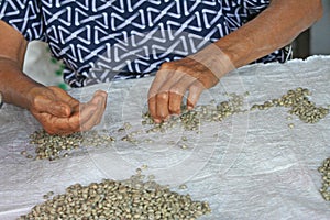 Asian woman hand pinking bad raw coffee out,Raw coffee beans have been sorting