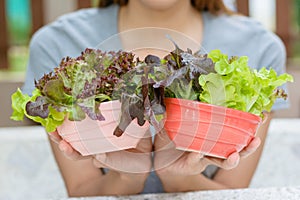 Asian woman hands holding organic hydroponic vegetable in bowl.