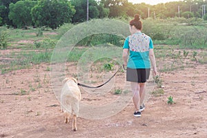 Asian woman with her golden retriever dog walking on the public park