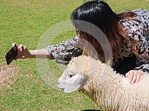 Asian woman holding mobile phone and taking selfie with cute white sheep or lamb on green grass field