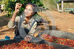 asian woman picking up raw coffee bean at farm