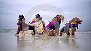 Asian woman relaxing with dog on the beach. Golden Retriever recreation and lifestyle on summer holiday