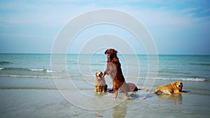 Asian woman relaxing with dog on the beach. Recreation and lifestyle on summer holiday