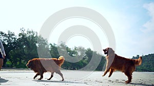 Asian woman relaxing with dog on the beach. Recreation and lifestyle on summer holiday