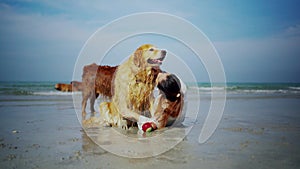 Asian woman relaxing with dog on the beach. Recreation and lifestyle on summer holiday