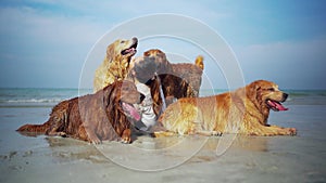 Asian woman relaxing with dog on the beach. Recreation and lifestyle on summer holiday
