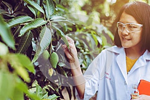 Asian woman researcher examining mango fruit and study information data in the garden
