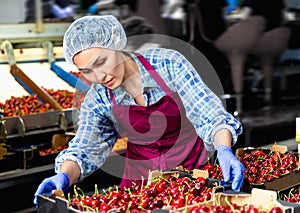 Asian woman sorting cherries