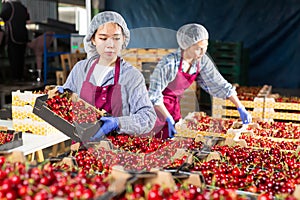 Asian woman sorting cherries