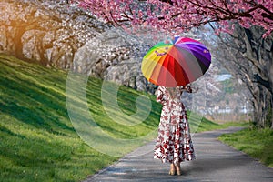 An asian woman with an umbrella See cherry blossoms in the park, romantic walkways with cherry blossoms in Japan