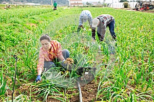 Asian woman vegetable grower harvesting green garlic on plantation