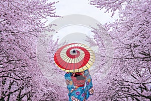 Asian woman wearing japanese traditional kimono and cherry blossom in spring, Japan. photo